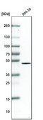 Anti-OTUD3 antibody produced in rabbit Prestige Antibodies® Powered by Atlas Antibodies, affinity isolated antibody, buffered aqueous glycerol solution