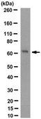 Anti-Atlastin-1 Antibody, clone 3194 clone 3194, from mouse