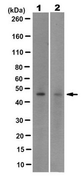Anti-TMEM64 Antibody, clone 7A2.1 clone 7A2.1, from mouse