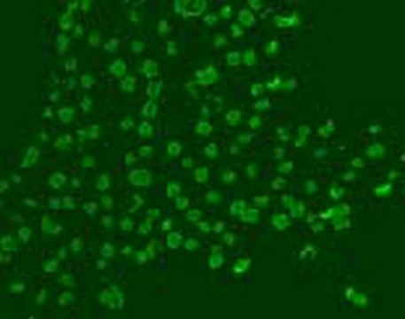 Anti-BrdU (Ab-3) Mouse mAb (Mobu-1) liquid, clone Mobu-1, Calbiochem&#174;