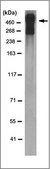 Anti-LRP-2/Megalin Antibody, clone 10D5.1 clone 10D5.1, from mouse