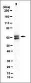 Anti-Aiolos Antibody, clone 9D10 clone 9D10, from mouse