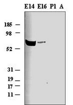 Anti-Netrin-1 (Ab-1) (557-568) Rabbit pAb liquid, Calbiochem&#174;