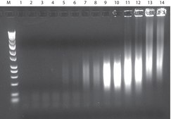 GenomePlex® Complete Whole Genome Amplification (WGA) Kit Optimized kit with enzyme for amplifying a variety of DNA including FFPE tissue