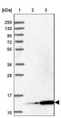 Anti-MRPL51 antibody produced in rabbit Prestige Antibodies® Powered by Atlas Antibodies, affinity isolated antibody, buffered aqueous glycerol solution