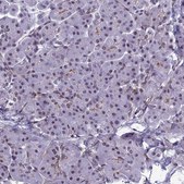 Anti-RSRC1 antibody produced in rabbit Prestige Antibodies® Powered by Atlas Antibodies, affinity isolated antibody, buffered aqueous glycerol solution