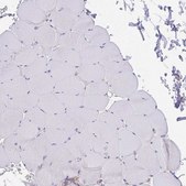 Anti-AGFG2 antibody produced in rabbit Prestige Antibodies® Powered by Atlas Antibodies, affinity isolated antibody, buffered aqueous glycerol solution