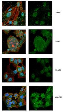 Anti-IRF3 Antibody, clone SL-12 clone SL-12, from mouse