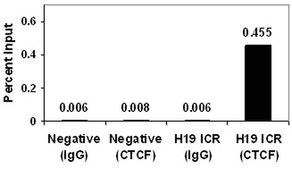 ChIPAb+ CTCF - ChIP Validated Antibody and Primer Set clone 1.2.1.5.4, from mouse