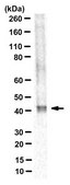 Anti-Connexin 43 Antibody, N-terminal Antibody, clone P1E11.B19 clone P1E11, from mouse