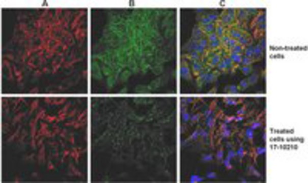ProteoExtract&#174; Native Cytoskeleton Enri