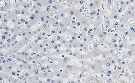 Anti-JAM-A Antibody, clone 2E9 ZooMAb® Rabbit Monoclonal recombinant, expressed in HEK 293 cells