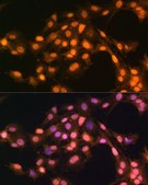 Anti-SNAIL antibody produced in rabbit