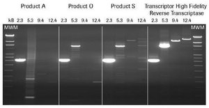 Transcriptor High Fidelity cDNA Synthesis Kit（トランスクリプター・ハイ・フィデリティーcDNA合成キット） sufficient for 50 reactions, sufficient for 100 reactions, sufficient for 200 reactions, suitable for RT-PCR, suitable for RT-qPCR