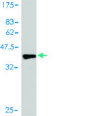 Monoclonal Anti-PAK1 antibody produced in mouse clone 1E11, purified immunoglobulin, buffered aqueous solution