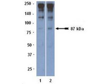 Anti-ADAMTS-1 Antibody, clone 5D4E11B6 serum, clone 5D4E11B6, Chemicon®