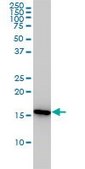 Monoclonal Anti-PPIA antibody produced in mouse clone 1F4-1B5, purified immunoglobulin, buffered aqueous solution