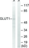 Anti-GLUT1 antibody produced in rabbit affinity isolated antibody