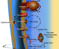 Acetyl coenzyme A lithium salt ≥93% (HPLC)