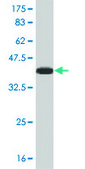 ANTI-TFAP4 antibody produced in mouse clone 8G6, purified immunoglobulin, buffered aqueous solution
