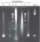 JumpStart™ Taq DNA Polymerase with MgCl2