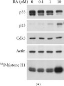 Anti-Cdk5 Antibody, clone DC17 clone DC17, Upstate®, from mouse