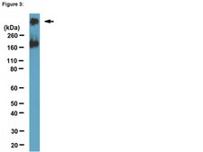 ChIPAb+ SMRT - ChIP Validated Antibody and Primer Set ascites fluid, from mouse