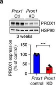 Anti-Prox1 Antibody Upstate®, from rabbit