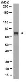 Anti-TAF15 Antibody, clone 4D71 clone 4D71, from mouse