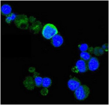 Anti-TrkA Antibody, clone 6B2 ascites fluid, clone 6B2, from mouse