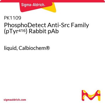 PhosphoDetect Anti-Src Family (pTyr&#8308;&#185;&#8310;) Rabbit pAb liquid, Calbiochem&#174;