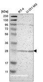 Anti-BNIP1 antibody produced in rabbit Prestige Antibodies® Powered by Atlas Antibodies, affinity isolated antibody