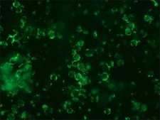Anti-Mouse IgG (whole molecule)−FITC antibody produced in rabbit IgG fraction of antiserum, buffered aqueous solution