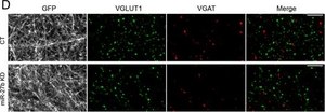 Anti-Vesicular Glutamate Transporter 1 Antibody clone 3C10.2, Chemicon®, from mouse