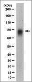Anti-CD46 Antibody, clone 8A9.1 clone 8A9.1, from mouse