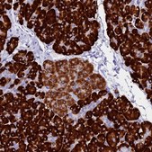 Anti-FKBP11 antibody produced in rabbit Prestige Antibodies® Powered by Atlas Antibodies, affinity isolated antibody, buffered aqueous glycerol solution