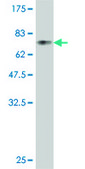 Monoclonal Anti-PTPNS1, (C-terminal) antibody produced in mouse clone 4C7, purified immunoglobulin, buffered aqueous solution