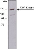 Monoclonal Anti-Death Associated Protein Kinase antibody produced in mouse clone DAPK-55, ascites fluid