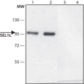 Anti-SEL1L (N-terminal) antibody produced in rabbit ~1.0 mg/mL, affinity isolated antibody, buffered aqueous solution