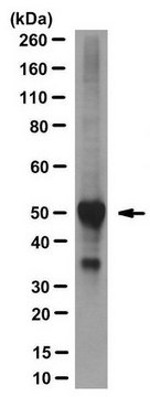 Anti-LANCL2 Antibody, clone 392 clone 392, from mouse