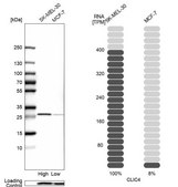 Anti-CLIC4 antibody produced in rabbit Prestige Antibodies® Powered by Atlas Antibodies, affinity isolated antibody, buffered aqueous glycerol solution