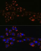 Anti-HSP47/SERPINH1 antibody produced in rabbit