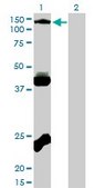 Monoclonal Anti-EPHB3, (C-terminal) antibody produced in mouse clone 1B3, purified immunoglobulin, buffered aqueous solution