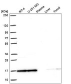 Anti-NCBP2 antibody produced in rabbit Prestige Antibodies® Powered by Atlas Antibodies, affinity isolated antibody