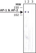Monoclonal Anti-β1 and β2-Adaptins antibody produced in mouse clone 100/1, ascites fluid