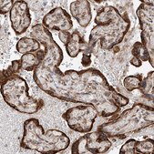 Anti-DNAH8 antibody produced in rabbit Prestige Antibodies® Powered by Atlas Antibodies, affinity isolated antibody, buffered aqueous glycerol solution, ab1
