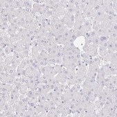 Anti-VGLL1 antibody produced in rabbit Prestige Antibodies® Powered by Atlas Antibodies, affinity isolated antibody, buffered aqueous glycerol solution