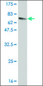 Monoclonal Anti-NTRK2 antibody produced in mouse clone 4D3-F10, purified immunoglobulin, buffered aqueous solution