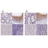 Anti-NXPE2 antibody produced in rabbit Prestige Antibodies® Powered by Atlas Antibodies, affinity isolated antibody, buffered aqueous glycerol solution