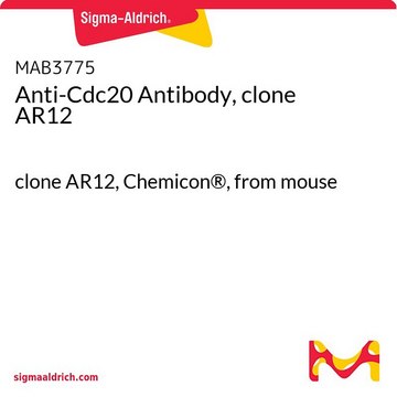 Anti-Cdc20 Antibody, clone AR12 clone AR12, Chemicon&#174;, from mouse
